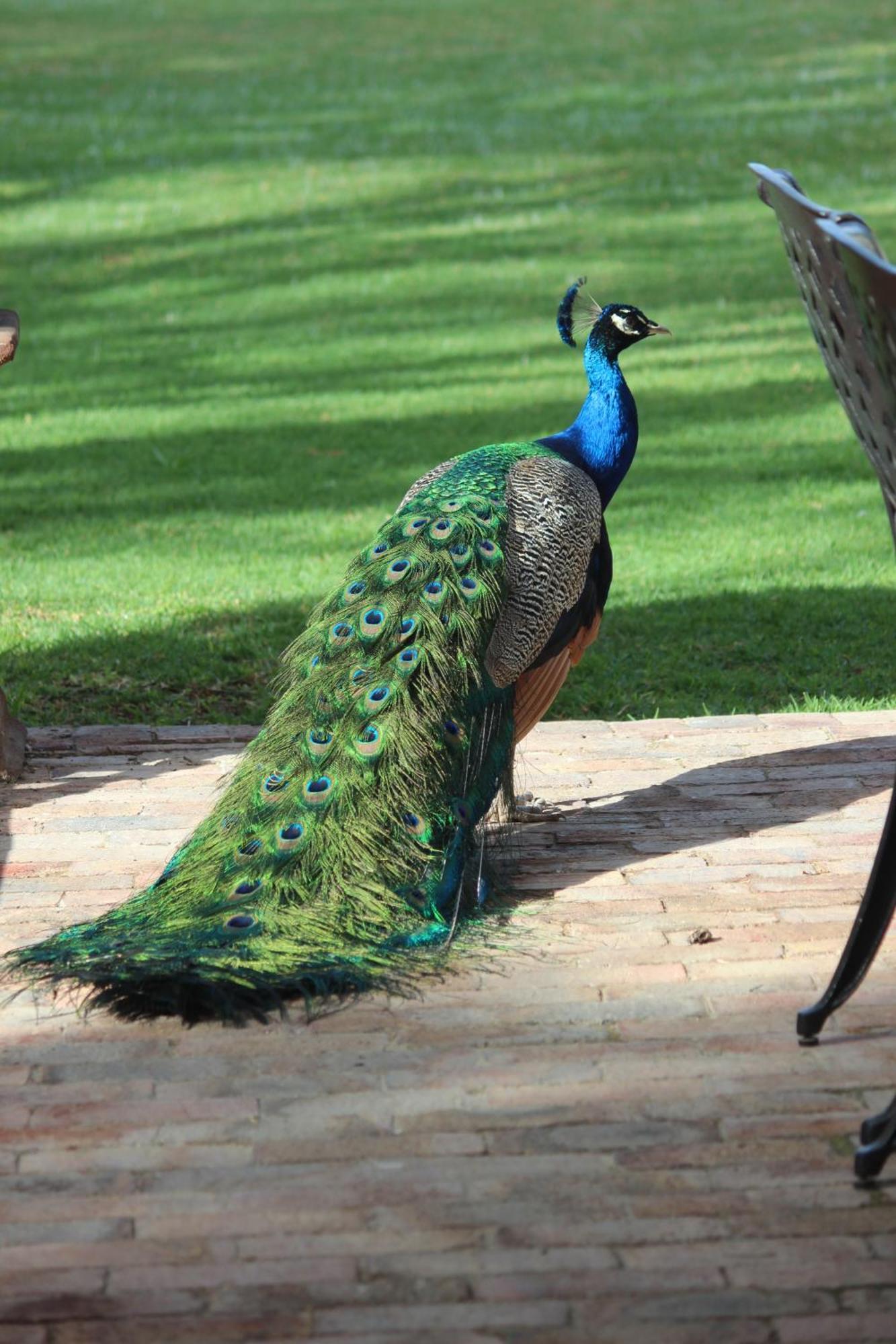 Argyll B&B Oudtshoorn Extérieur photo